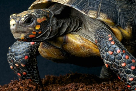 Sheldon is one of our red-footed tortoises. He is a special attraction at our birthday party shows.