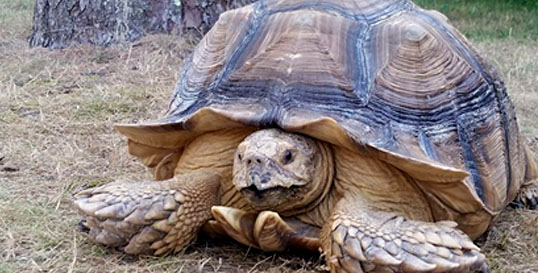 Sulcata Tortoise - Live Animal And Reptile Shows For Kids Birthday 