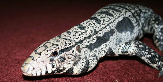 black and white reptile