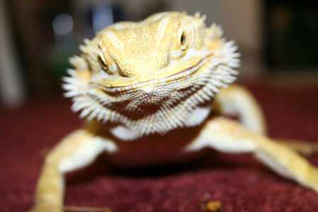 Pagona, our bearded dragon is a featured attraction at our school presentations.