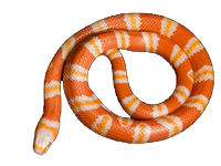 Copper the snake, our traveling animal education program attraction.