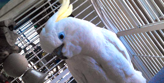 Triton Cockatoo