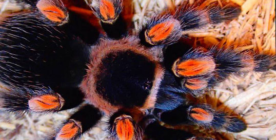 Mexican Red-Knee Tarantula