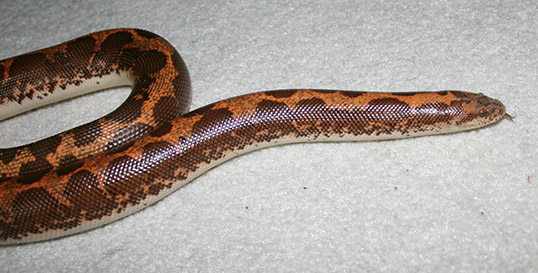 Kenyan Sand Boas are great animals to show kids at birthday parties.