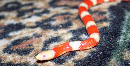 Albino Honduran Milk Snake