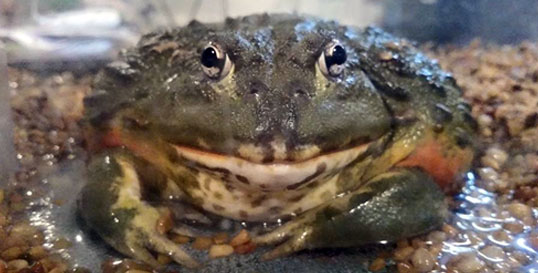 African Bullfrog