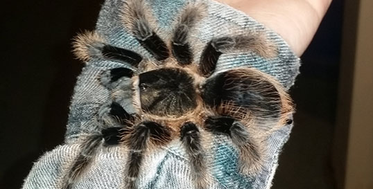 Curly Haired Tarantula